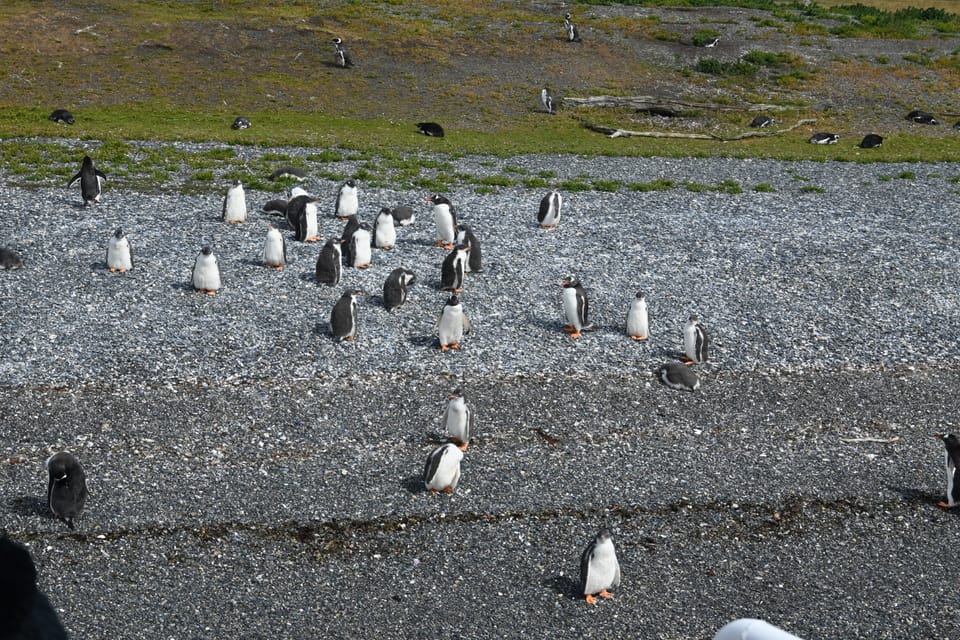 Ein paar Pinguine chillen am Strand und lassen sich vom großen Touriboot nicht beeindrucken.