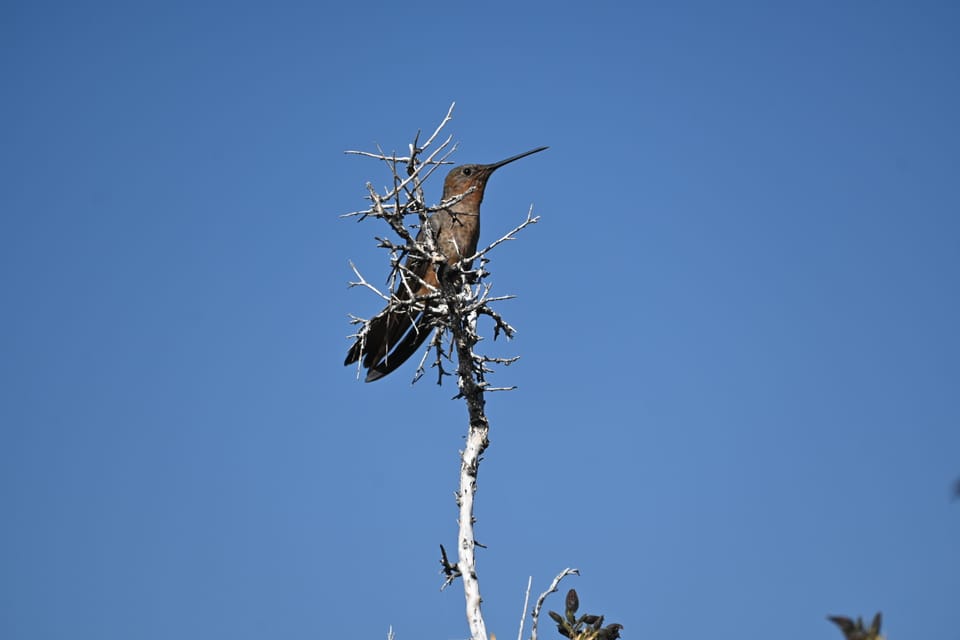 BILD KOLIBRI