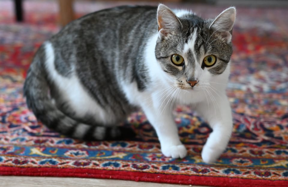 ein süße braune Katze die dich anschaut