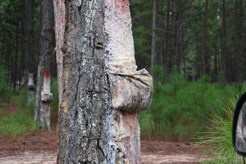 Ein trauriger Baum im Endstadium, bei dem noch Harz gesammelt wird.