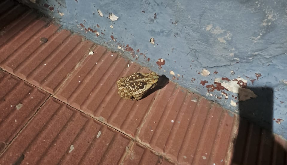 Ein Frosch vor unserer Haustür, vermutlich war das aber nicht der Übeltäter.