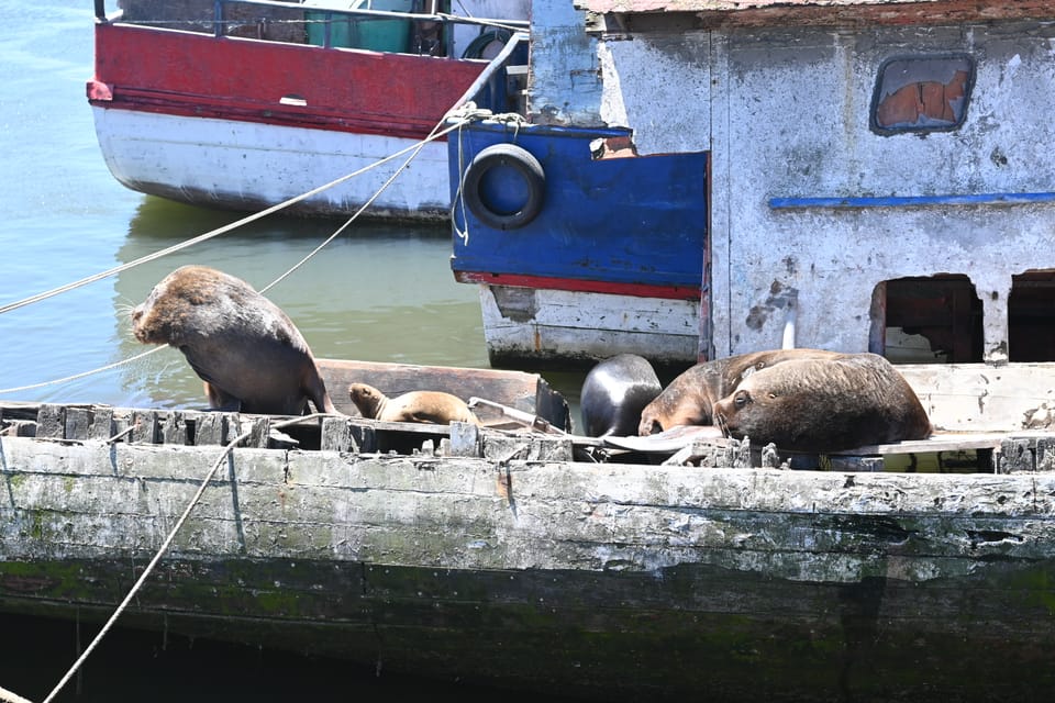 Eine Gruppe Seehunde sonnt sich auf einem halb versunkenen Fischerboot