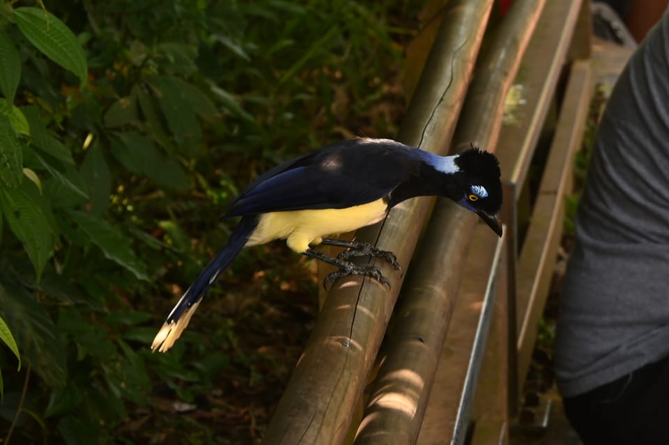Ein toller bunter Vogel bei den Wasserfällen, leider weiß ich nicht wie er heißt.