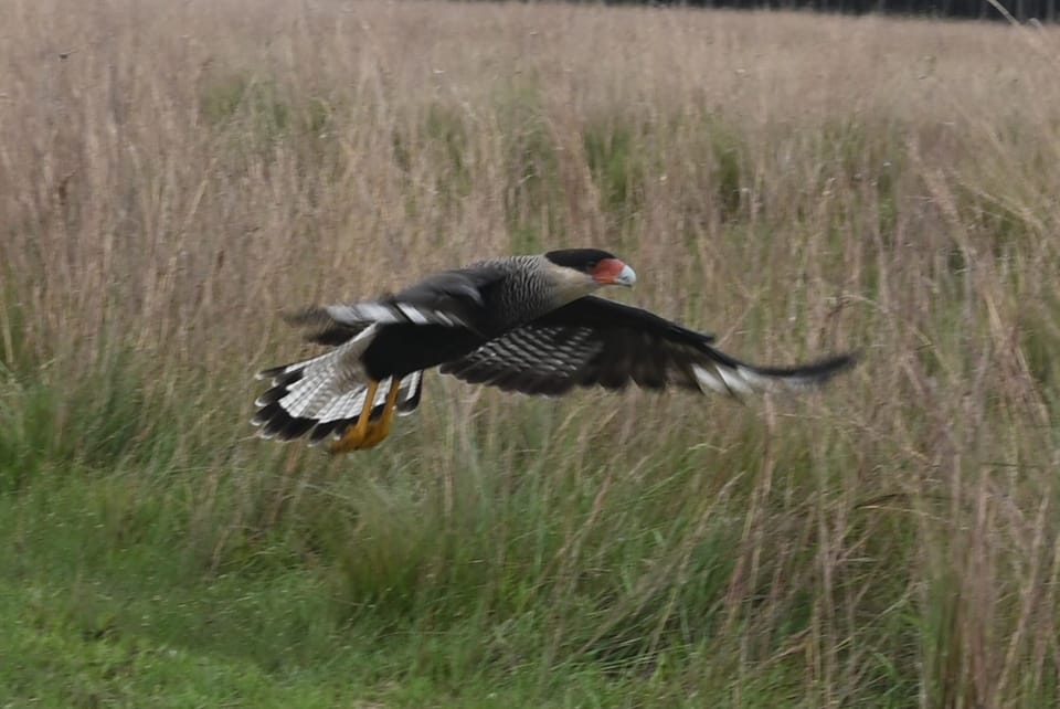 Bild von einem Vogel, der gerade losfliegt. Um welchen es sich hier wohl handelt?
