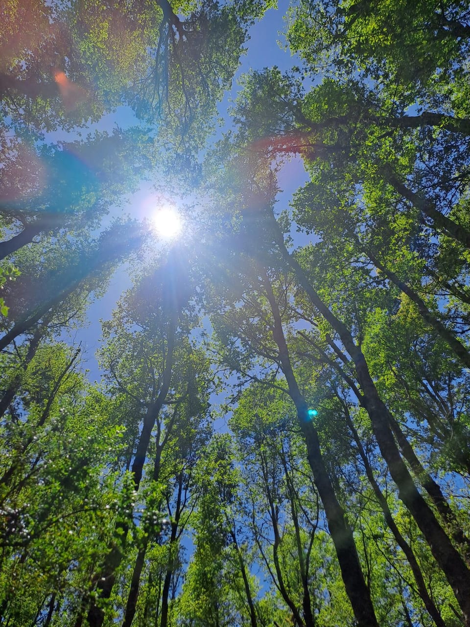 Ein Blick durch Bäume auf die Sonne. Die Vegetation ist sehr interessant. Ich weis nur leider nicht wie die Bäume heißen.
