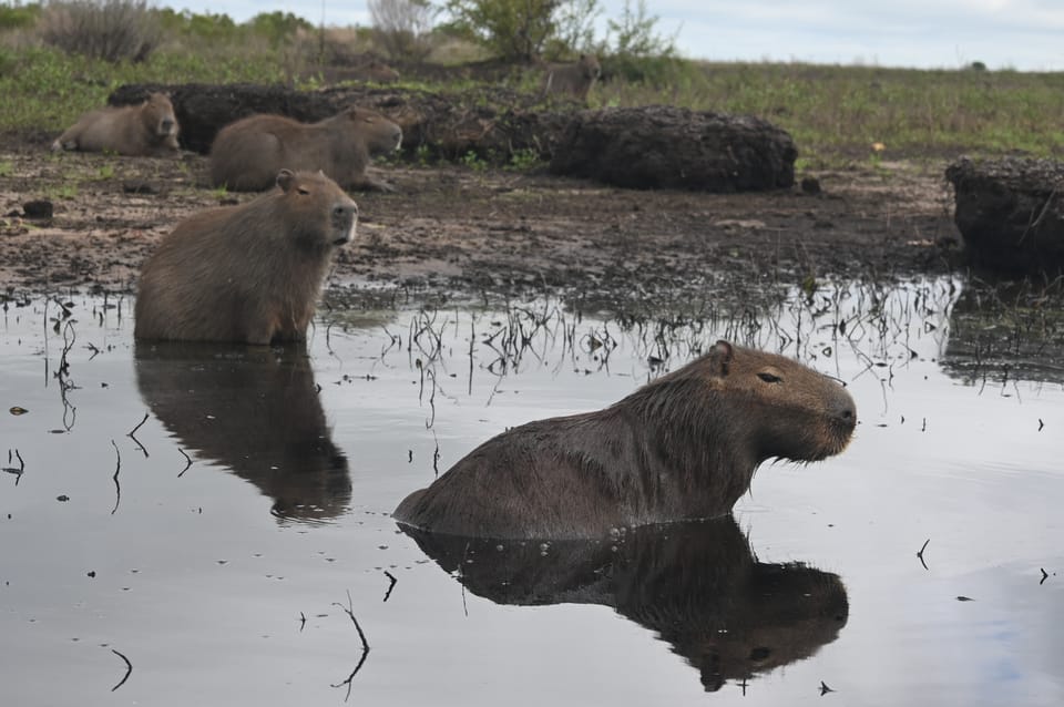 Capybaras entspannen im kühlen Sumpfwasser.