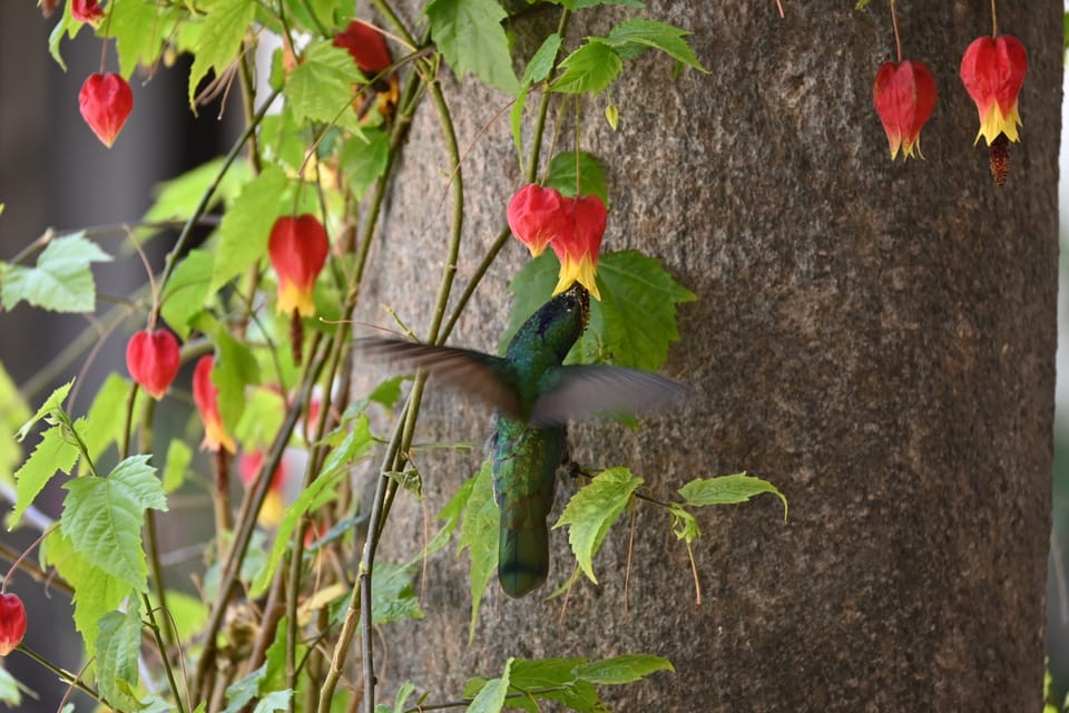 Der Kolibri nascht aus einer Blüte. Pascals erster Kolibri.