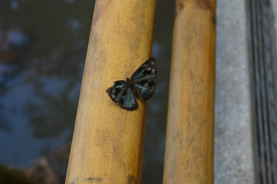 Ein blauer Schmetterling macht Pause auf einem Geländer.