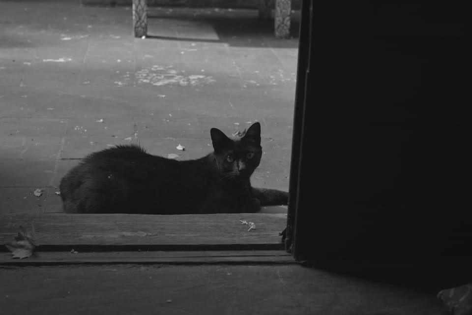 Die Katze Cambá enspannt sich vor unserer Zimmertür.