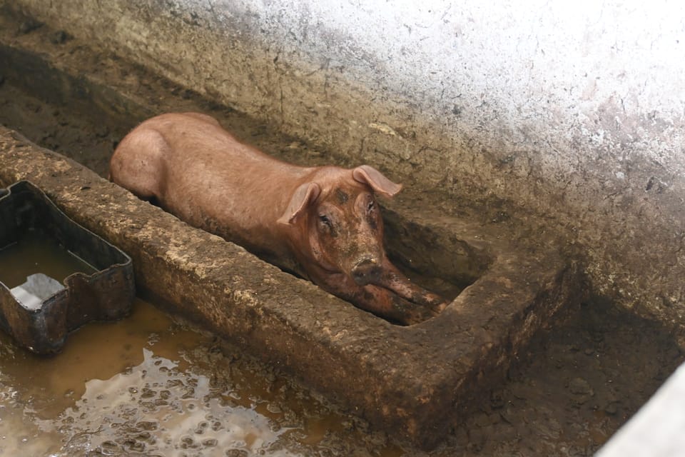 Das aktuell einzige Schwein auf der Farm, vor ein paar Tagen hatte es noch Gesellschaft.