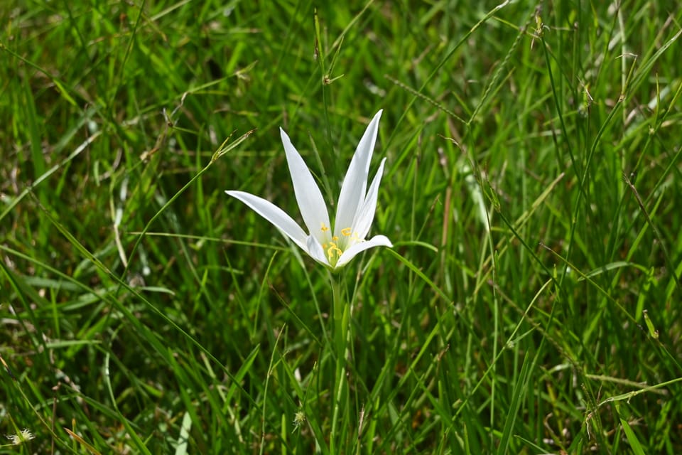 Eine der vielen Blumen, diese hier ist weiß.