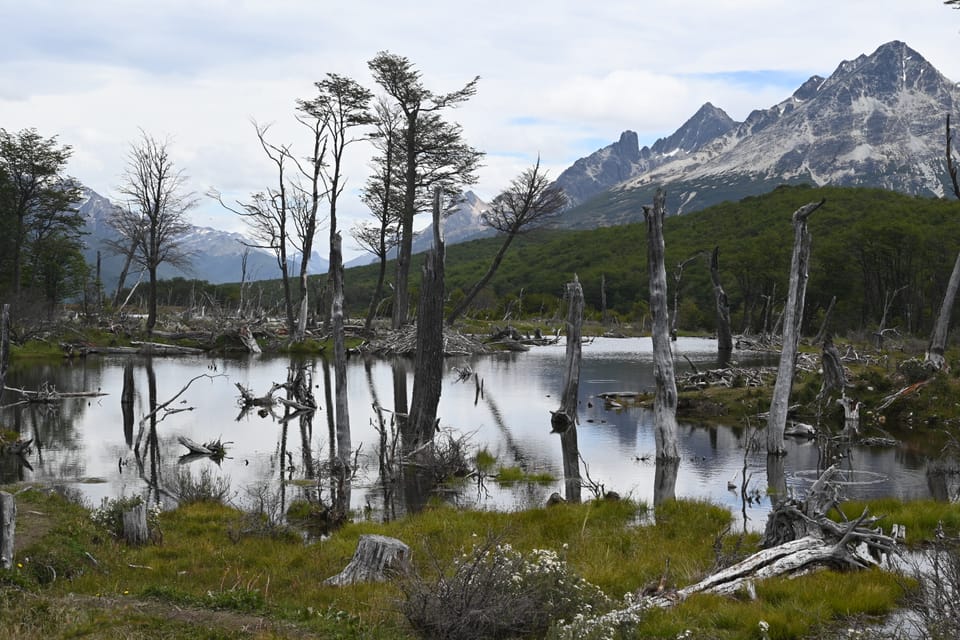 Ein Feuchtgebiet in den Bergen, etwas außerhalb von Ushuaia.