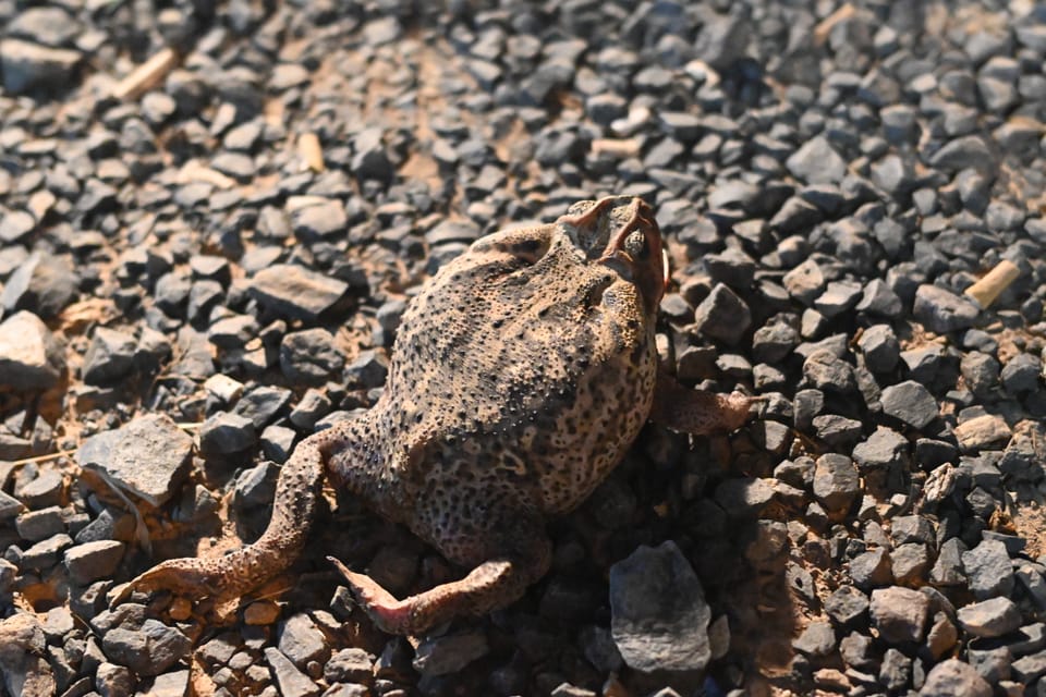 Ein toter Ochsenfrosch auf dem Polizei Gelände. Sehr riesig, dieses Tier. Es ist größer als Pascals Faust.