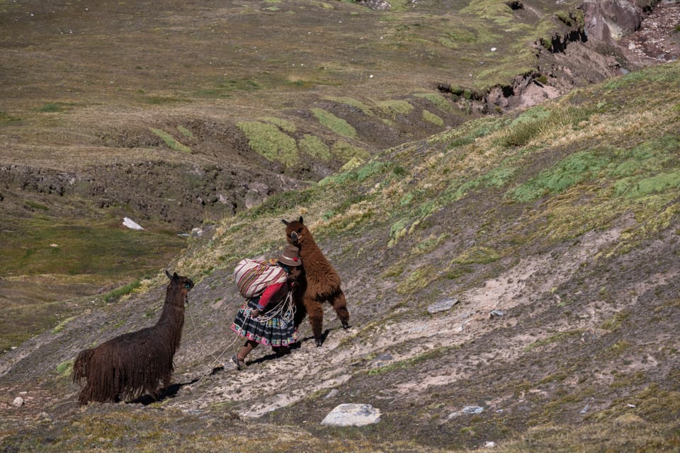 Ein stures Lama wird von einer Frau den Berg hochgeschoben.