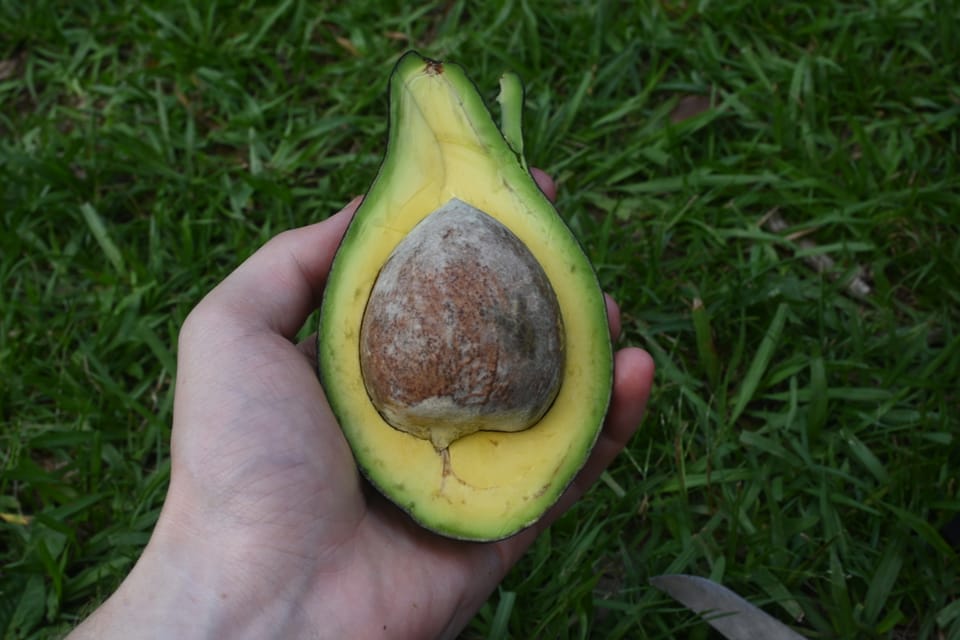 Wir verspeisen eine Avocado, die es hier zuhauf gibt.